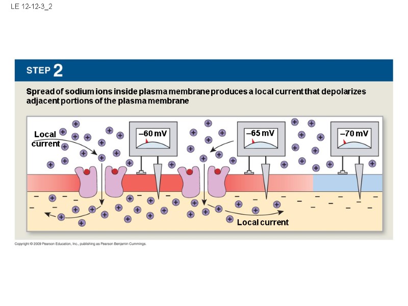 LE 12-12-3_2 Spread of sodium ions inside plasma membrane produces a local current that
